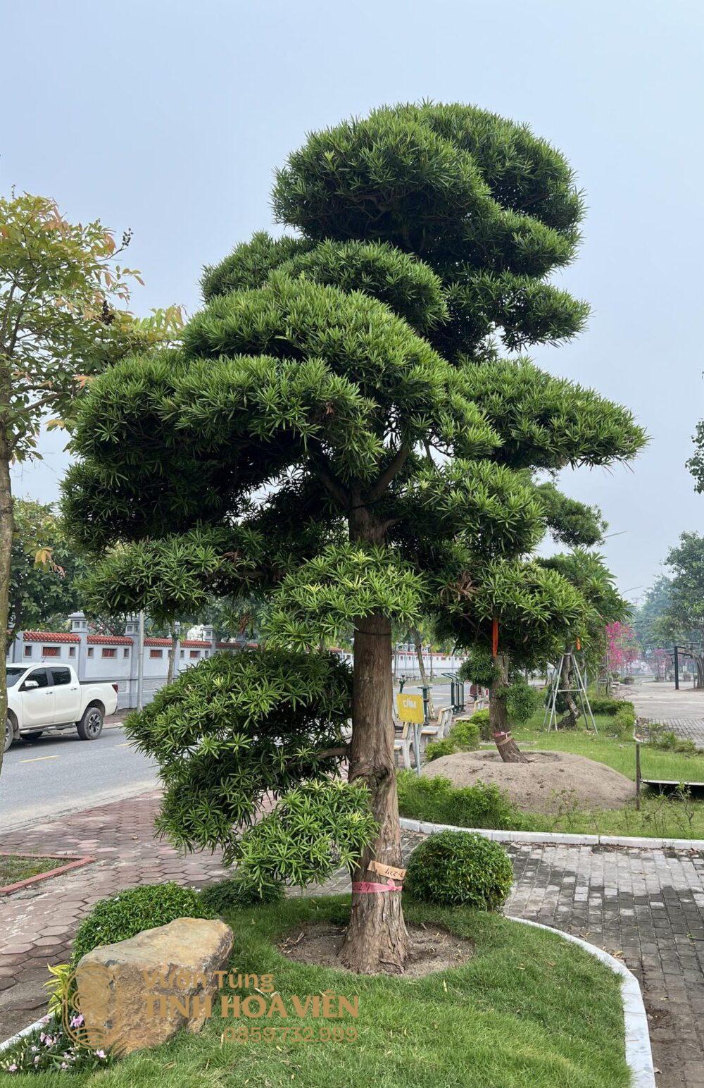 Chua Long Hoa 4