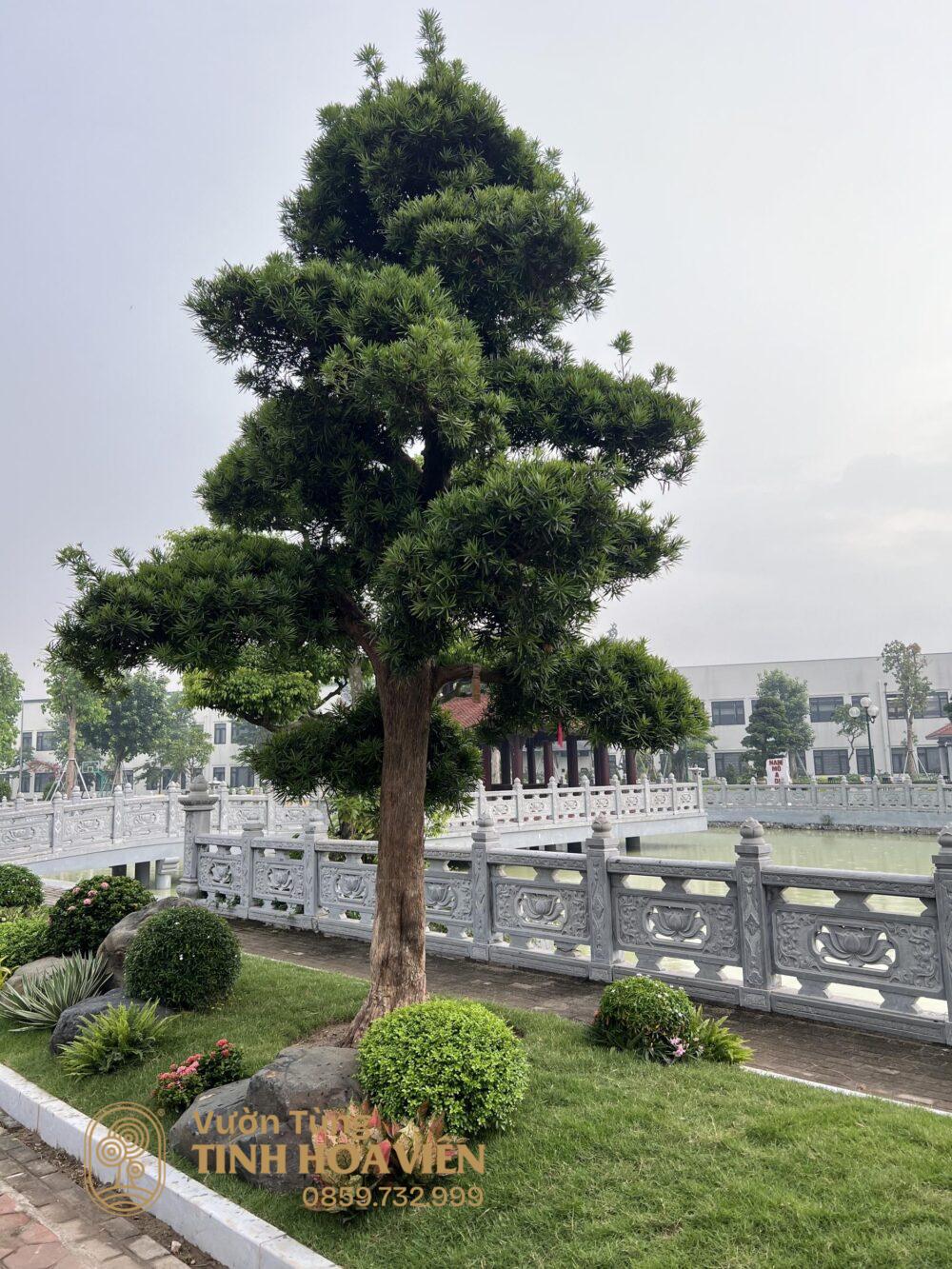chua long hoa 1
