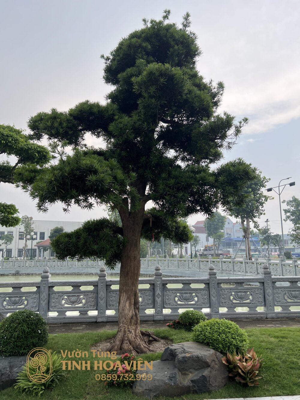chua long hoa 2