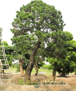 Thong Den Tinh Hoa Vien