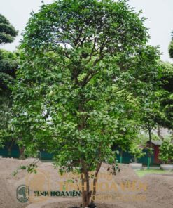 Hoa Tra Tinh Hoa Vien