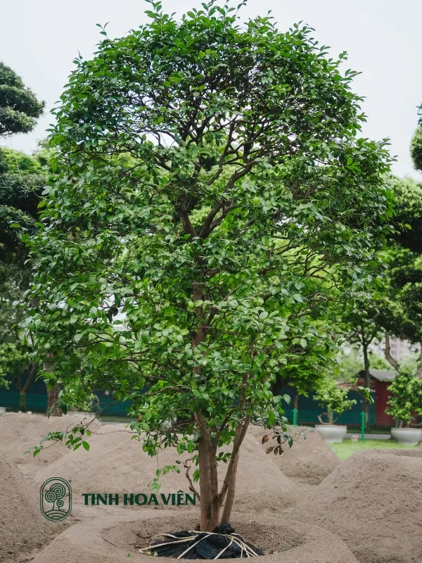 Hoa Tra Tinh Hoa Vien
