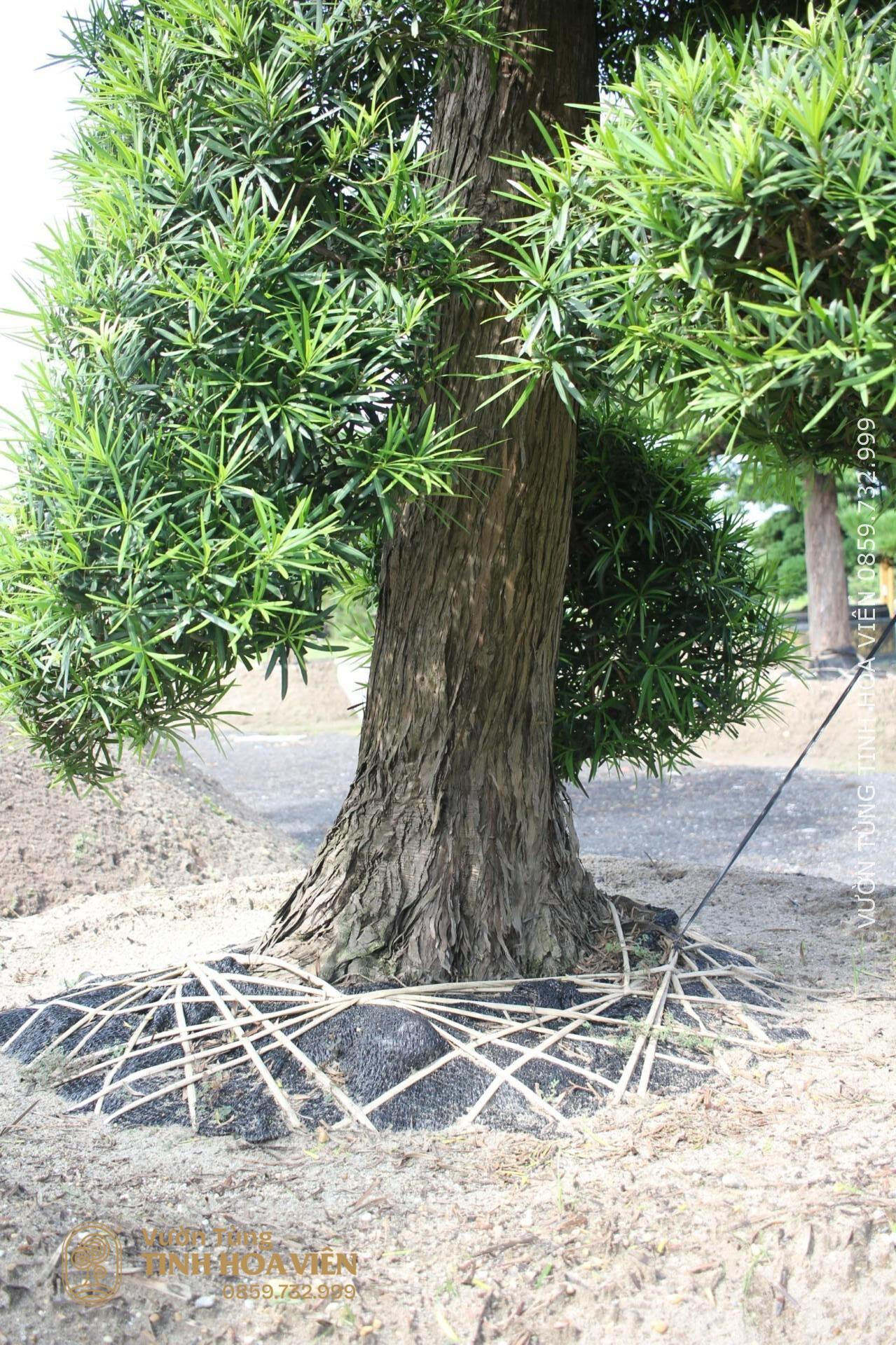 Cay Tung La Han TLH139 4