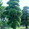 Cay Tung La Han TLH139