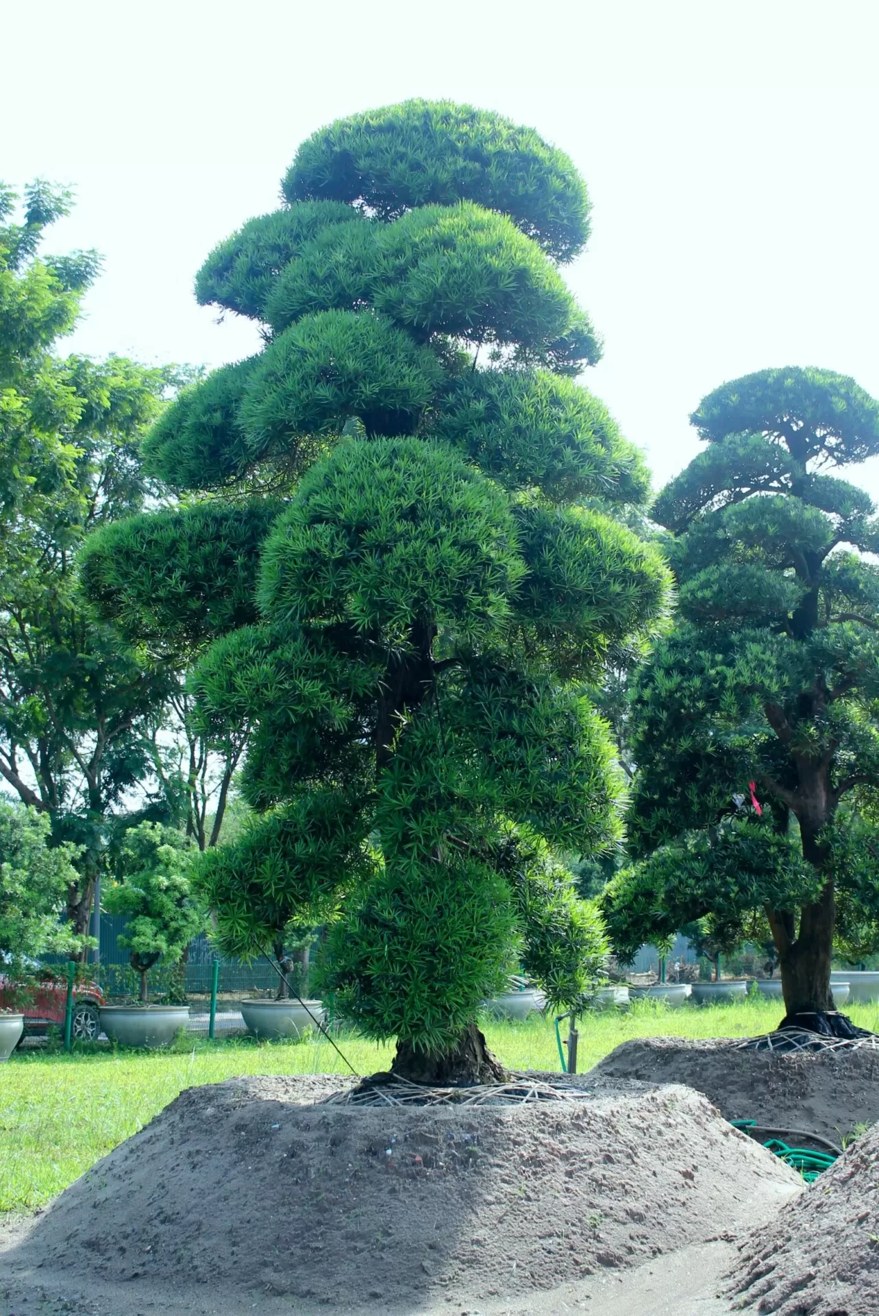 Cay Tung La Han TLH139